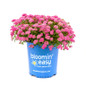 Poprocks® Petite Spirea in Bloomin Easy Pot