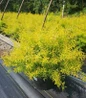 Mellow Yellow Spirea #3 nursery pot