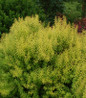 Mellow Yellow Spirea golden foliage