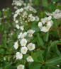Renaissance Spirea white blooms