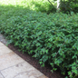 Cutleaf Stephanandra in a Landscaping