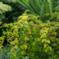 Cutleaf Stephanandra finely cut foliage