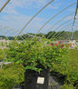 Cutleaf Stephanandra #2 container