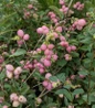Candy™ Coralberry Berries and Foliage