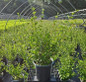 Dwarf Korean Lilac #2 container