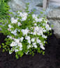 Pearl Potion Lilac blooming landscape specimen