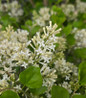 Pearl Potion Lilac fragrant white blooms