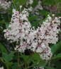Miss Kim Lilac spring blooming shrub