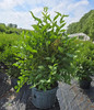 Miss Kim Lilac nursery container plant
