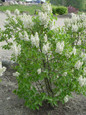 Beauty of Moscow Lilac Shrub Blooming in the Spring