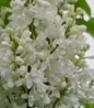 Beauty of Moscow Lilac flower close up