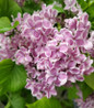 Sensation Lilac bicolor blossom closeup