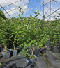 Sensation Lilac in pot