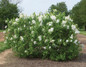 Mature New Age White Lilac Bush Flowering in the Sunlight