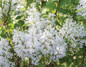 New Age White Lilac Blooming in the Sun
