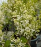 New Age™ White Lilac flower close up