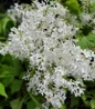 New Age™ White Lilac white flower