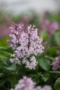 Little Lady Lilac Flowers and leaves foliage
