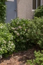 Little Lady Lilac fragrant lilac pink blossoms