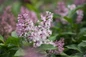 Little Lady Lilac soft pink flower clusters