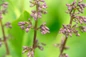Little Lady Lilac dark pink flower buds
