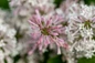 Little Lady Lilac flower close up