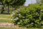 Little Lady Lilac upright rounded growth habit