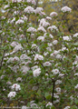 Korean Spice Viburnum Blooming