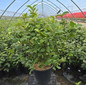 Sugar 'n Spice Korean Spice Viburnum #3 container