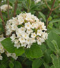 Sugar 'n Spice Korean Spice Viburnum fragrant white blooms