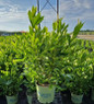 Winterthur Witherod Viburnum #3 container