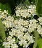 Winterthur Witherod Viburnum white blooms