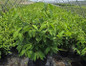 Shasta Doublefile Viburnum #3 container