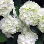 Opening Day Doublefile Viburnum Blooming