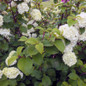 Opening Day Doublefile Viburnum in Flowers