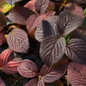 Growing Opening Day Doublefile Viburnum