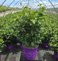 Opening Day™ Doublefile Viburnum in pot