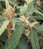 Leatherleaf Viburnum foliage close up