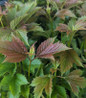 Bailey Compact American Cranberrybush green foliage