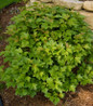 Bailey Compact American Cranberrybush compact habit