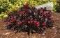 Healthy Electric Love® Weigela Bush in the Garden