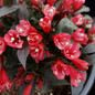 Electric Love® Weigela Flower Petals