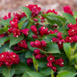 Maroon Swoon™ Weigela Flowers Up Close