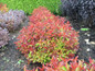 Row of Strobe Weigela Shrubs