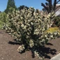 Large Tuxedo™ Weigela Shrub Covered in Blooms