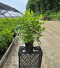 Yellowroot nursery container plant
