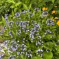 Blue ice amsonia customer photo