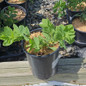 Blue Indigo in #1 pot