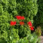 Crocosmia Lucifer Customer Photo