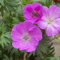 New Hampshire Geranium Petals Close Up